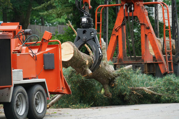 The Steps Involved in Our Tree Care Process in Stevensville, MD